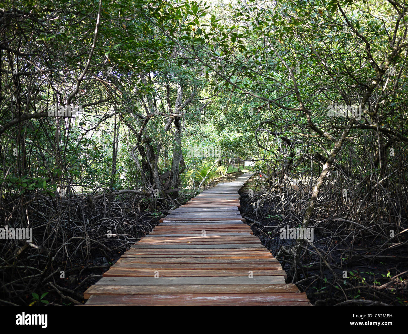 Chemin d'accès à l'établissement Red Frog Beach Banque D'Images Chemin d'accès à l'établissement Red Frog Beach Banque D'Images