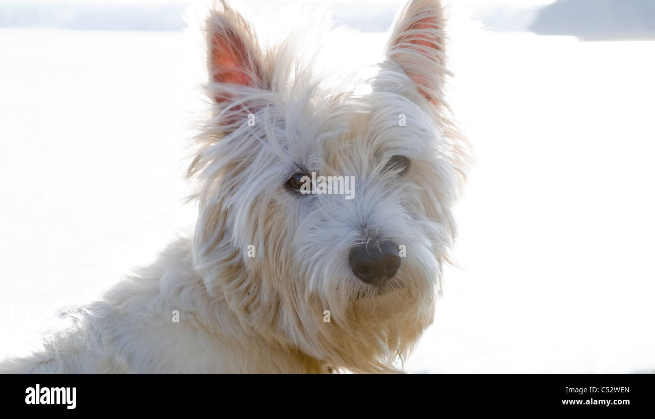 Highland White Terrier contre fond blanc lumineux Banque D'Images