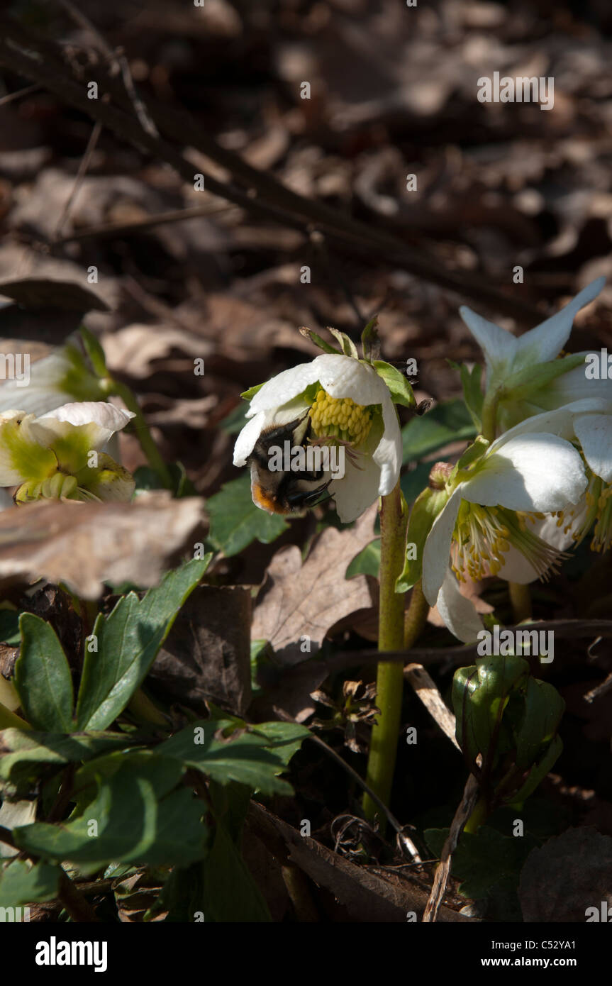 Helleborus niger est souvent la floraison dans la neige, mais aussi au printemps. Il apporte aussi des en-cas important pour les bourdons. Banque D'Images