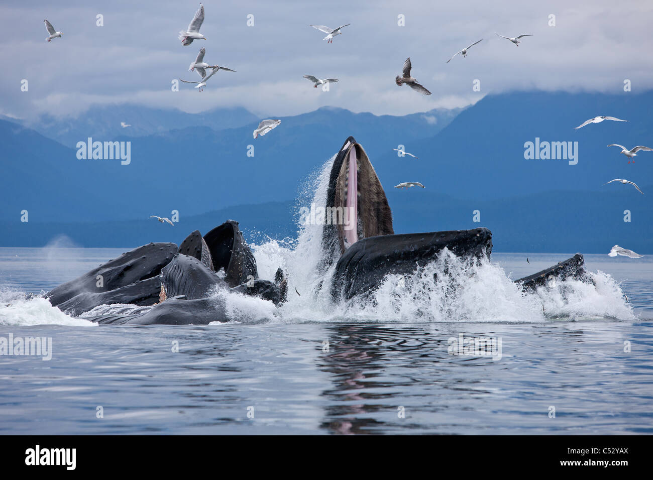 Les baleines à bosse d'alimentation du filet à bulles pour le hareng dans le détroit de Chatham, le passage de l'Intérieur, de l'Alaska Banque D'Images