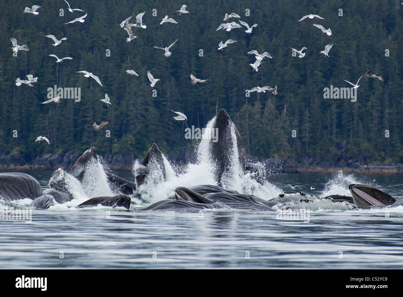 Les baleines à bosse d'alimentation du filet à bulles pour le hareng dans le détroit de Chatham, le passage de l'Intérieur, de l'Alaska Banque D'Images