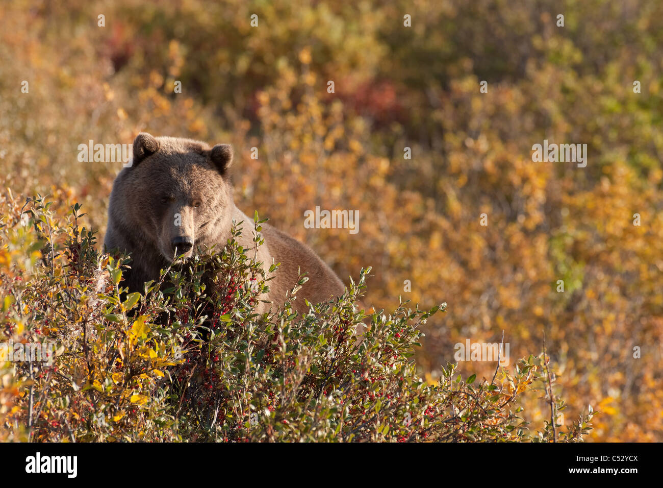 Un ours brun de fourrages sur ce type de baie dans le parc provincial Tatshenshini-Alsek, Territoire du Yukon, Canada, automne Banque D'Images
