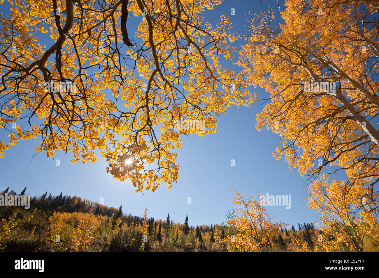 Avis de saules et de trembles jaunes le long de la route de l'Alaska entre Haines et Haines Junction (Territoire du Yukon, Canada Banque D'Images