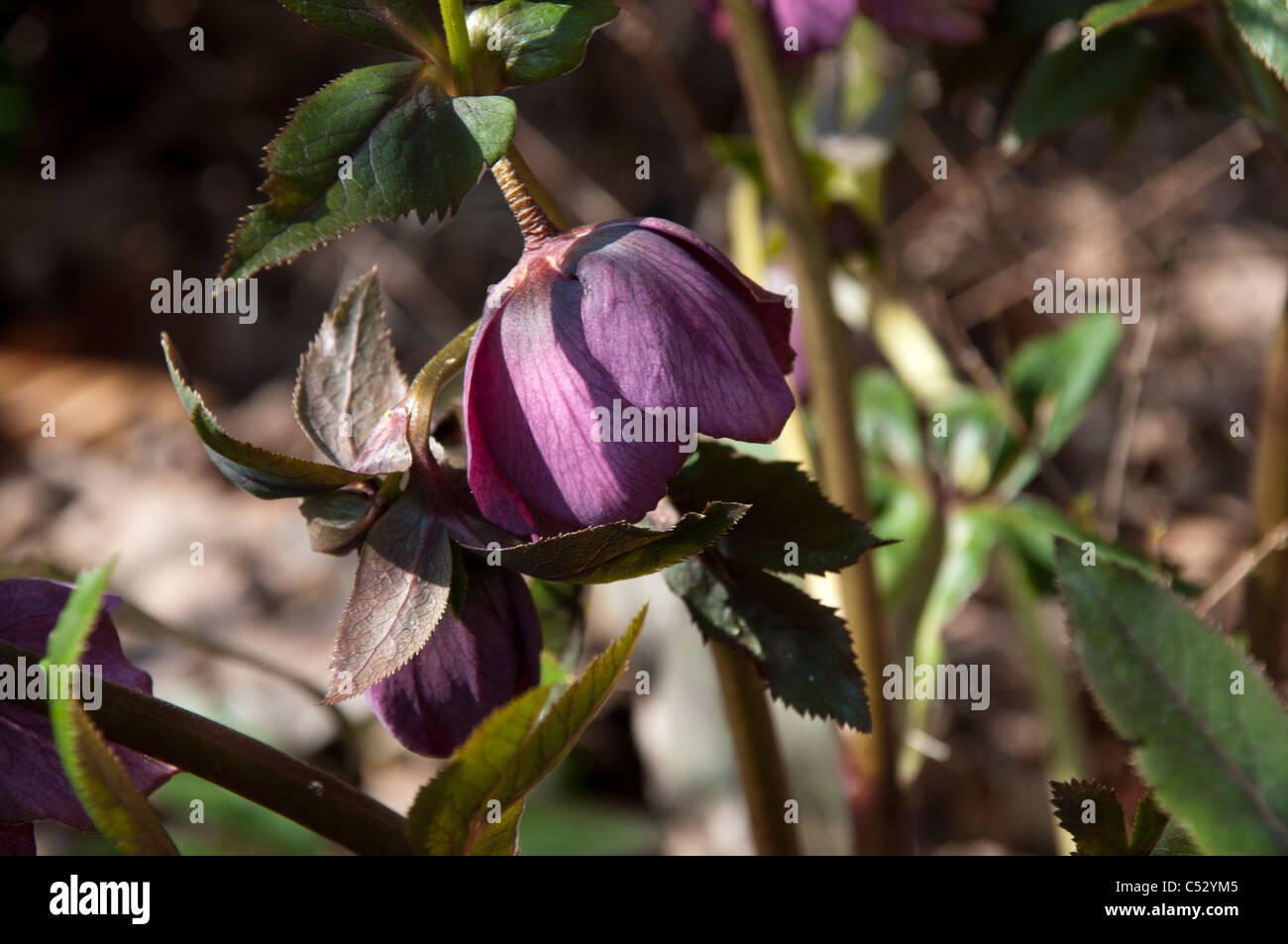 Helleborus niger est souvent la floraison dans la neige, mais aussi au printemps. Il apporte aussi des en-cas important au début de bourdons. Banque D'Images