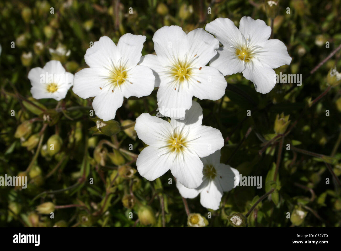 Floraison blanche en plantes à massifs, Cumbria (Royaume-Uni) Banque D'Images