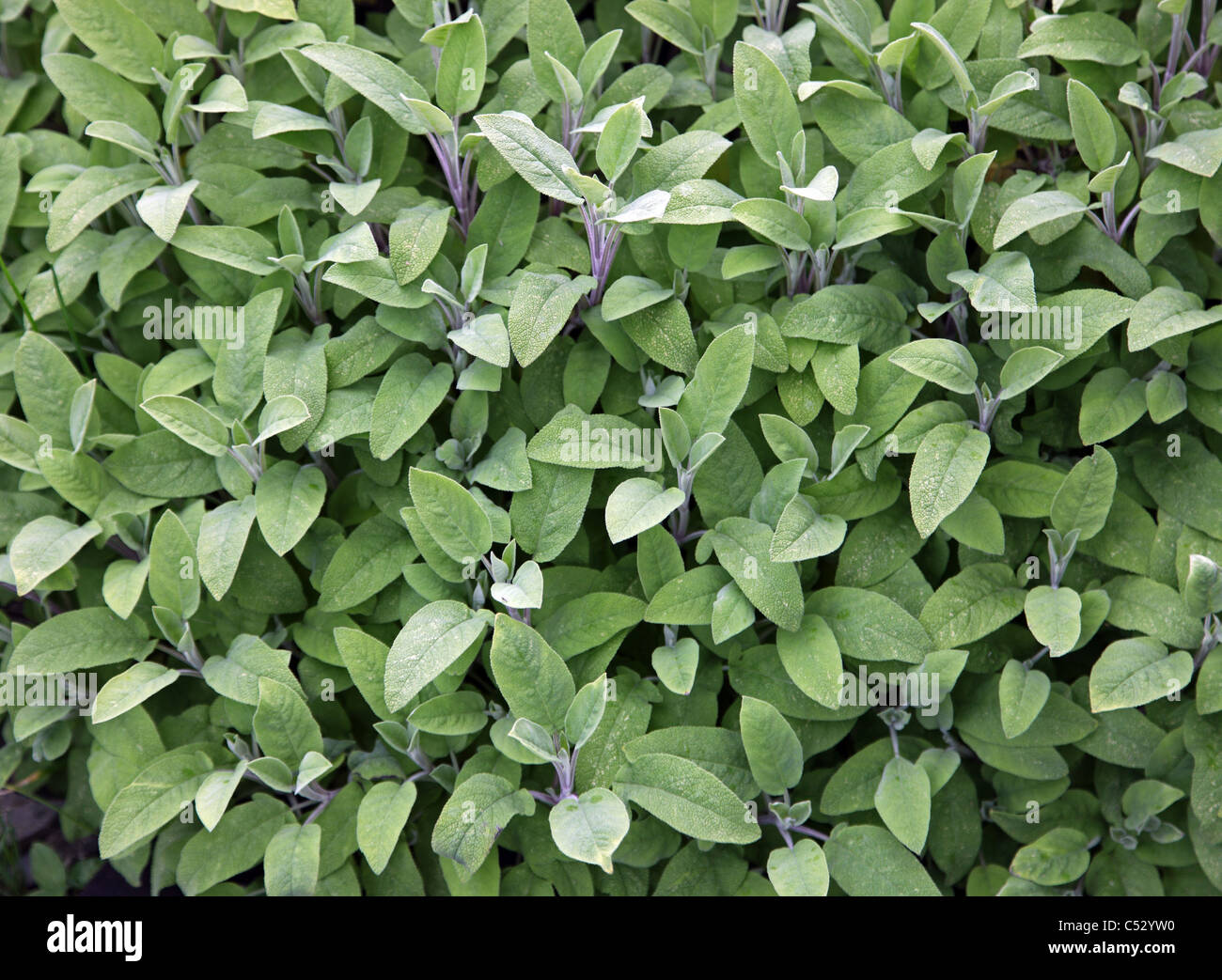 La sauge, herbe vivace à feuilles persistantes dans un jardin de l'Irlande Banque D'Images