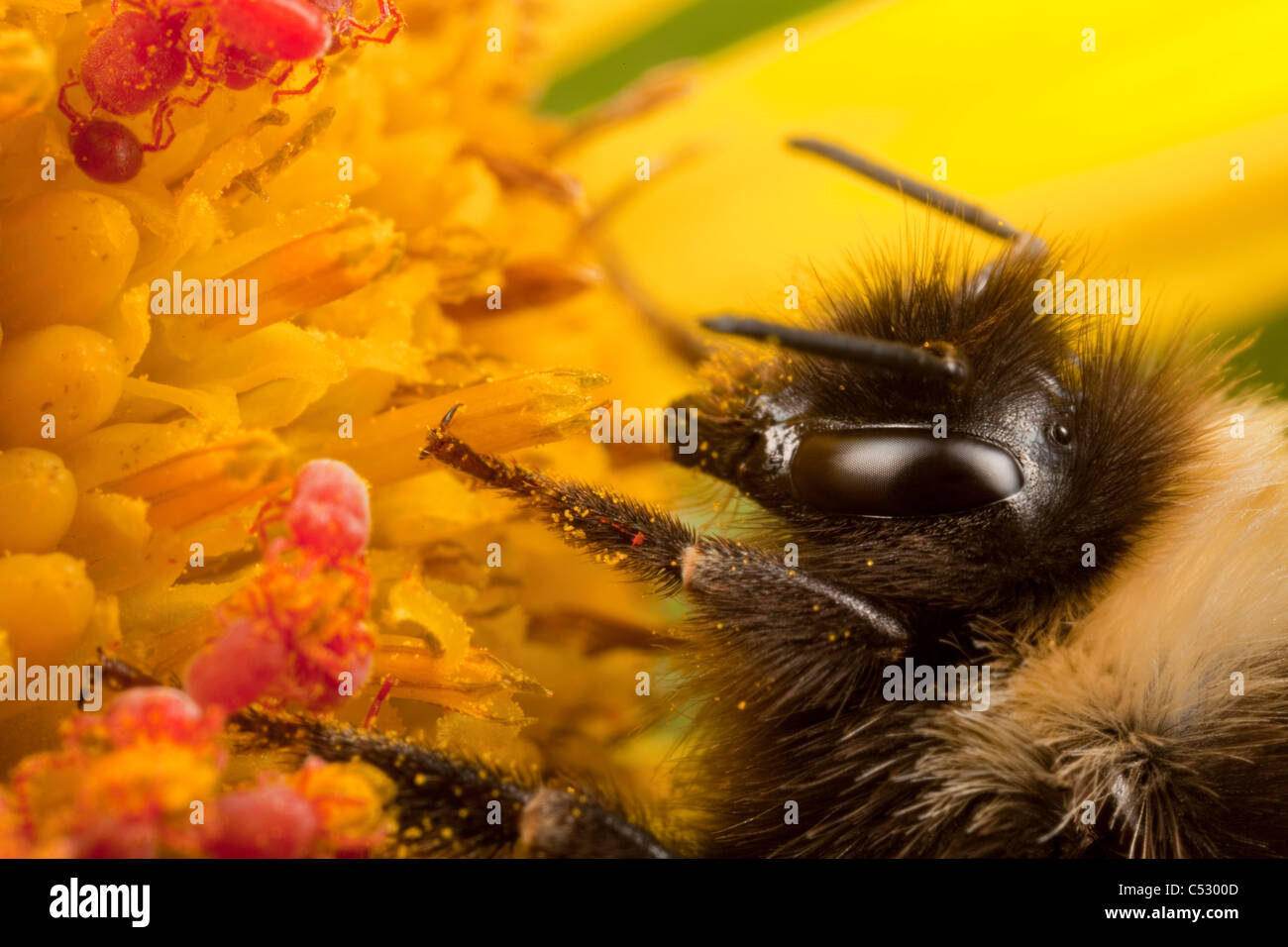 Macro-vision de bumblebee reposant sur une station Ragwort blossom aux côtés d'acariens en velours rouge, Kodiak, sud-ouest de l'Alaska, l'été Banque D'Images