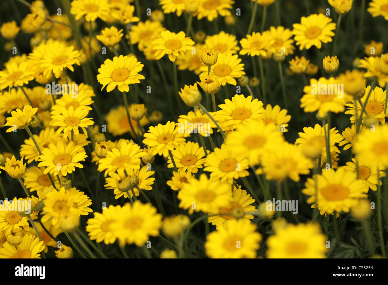 Marguerite jaune fleurs (Euryops pectinatus) dans un jardin anglais Photo  Stock - Alamy