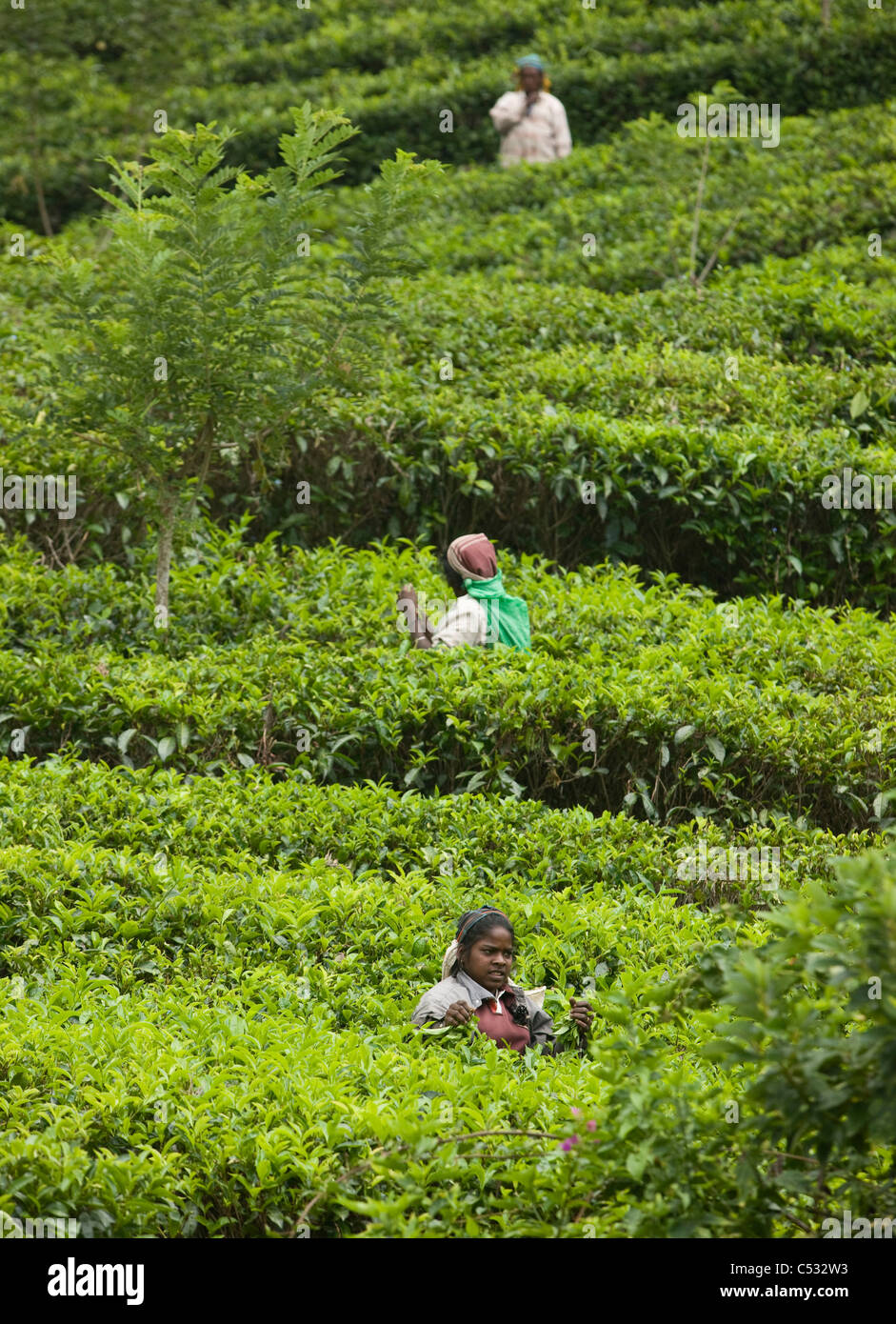 Les cueilleurs de thé dans les plantations près de Nuwara Eliya. Le Sri Lanka. Banque D'Images