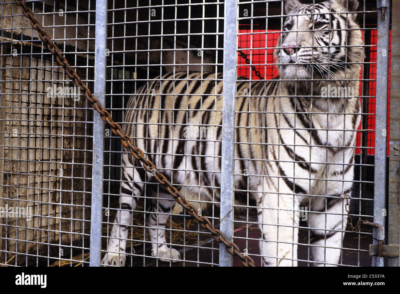 Exécution d'animaux dans un cirque itinérant- tiger dans une cage Photo  Stock - Alamy