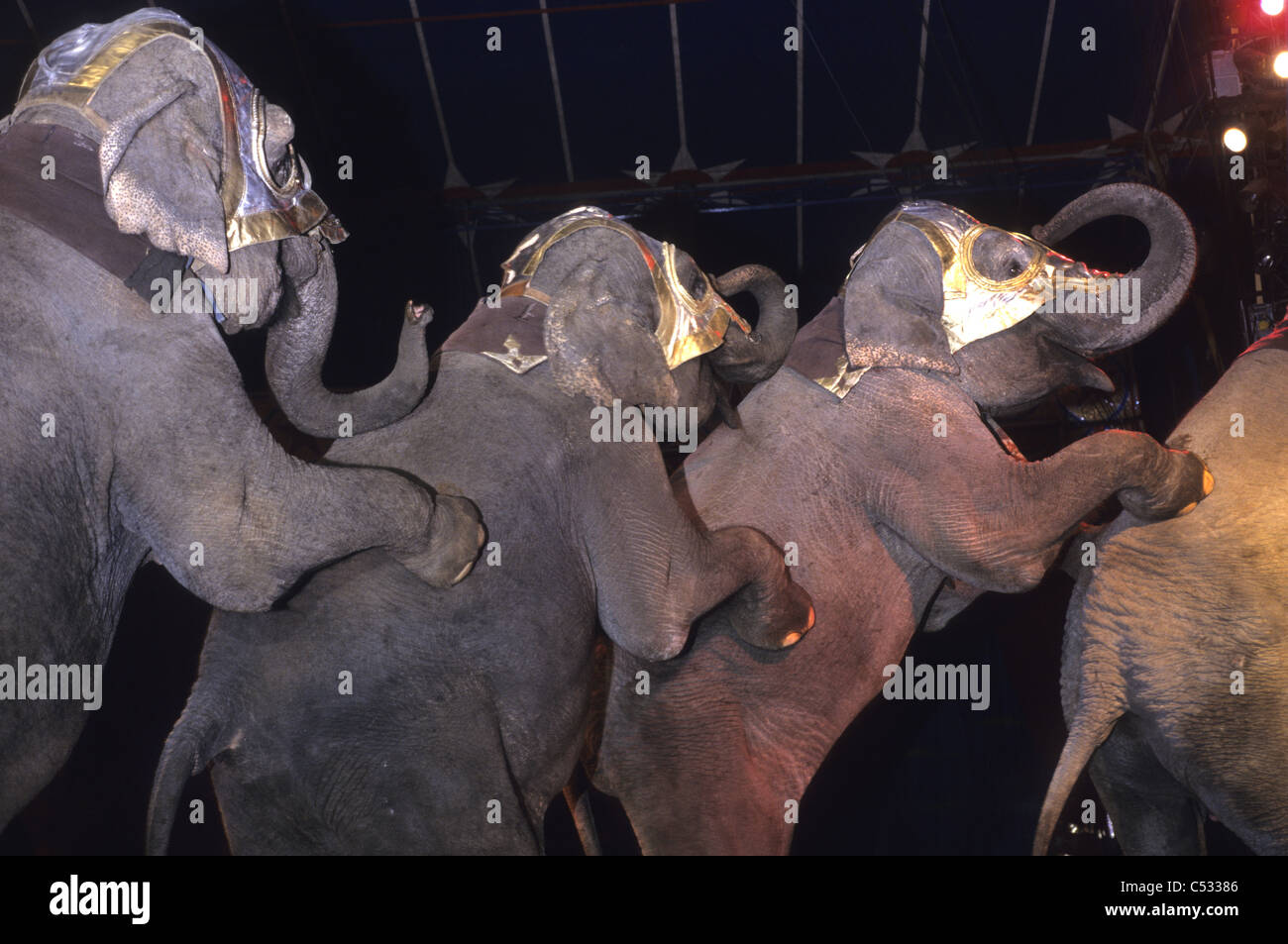 Exécution d'animaux dans un cirque itinérant- quatre éléphants danser dans l'anneau Banque D'Images