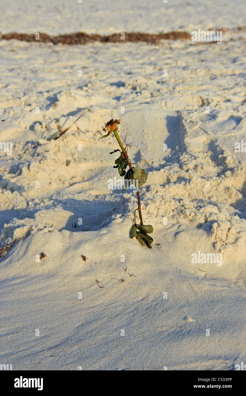 Rose morte seule debout dans le sable blanc sucré Banque D'Images