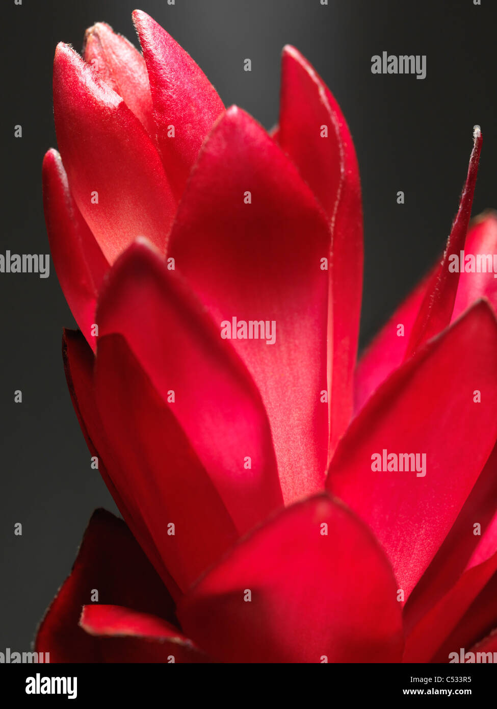 Gros plan artistique de l'Alpinia Purpurata Rouge Gingembre, fleurs tropicales exotiques Banque D'Images