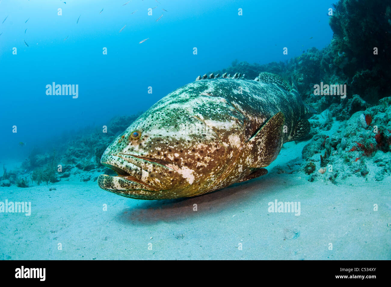 Goliath (Epinephelus itajara) entouré par les poissons-appâts à Palm Beach, FL. En voie de disparition. Banque D'Images