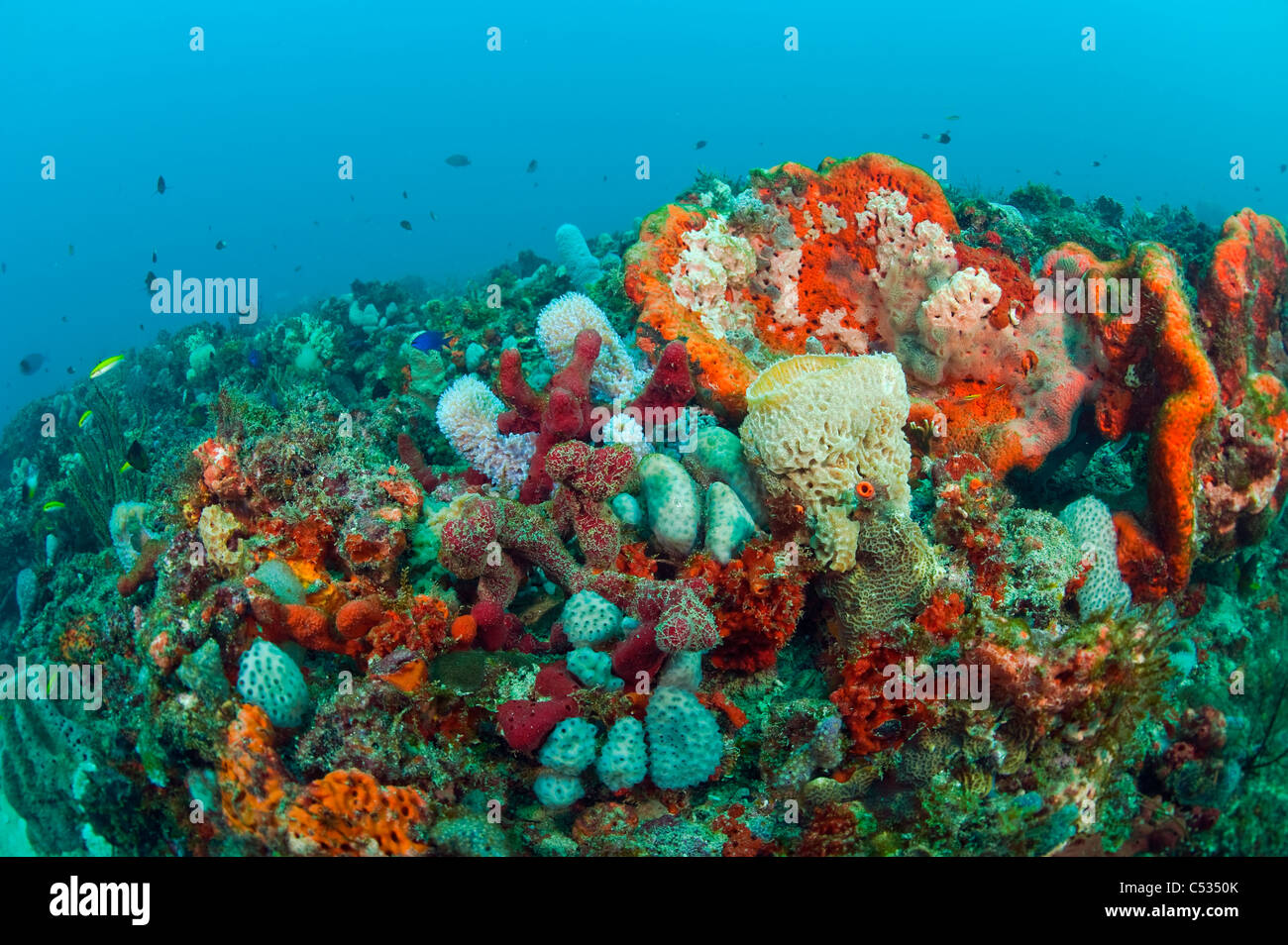 Barrière de Corail à Palm Beach, en Floride, avec un assortiment d'invertébrés et d'espèces de poissons. Banque D'Images Barrière de Corail à Palm Beach, en Floride, avec un assortiment d'invertébrés et d'espèces de poissons. Banque D'Images