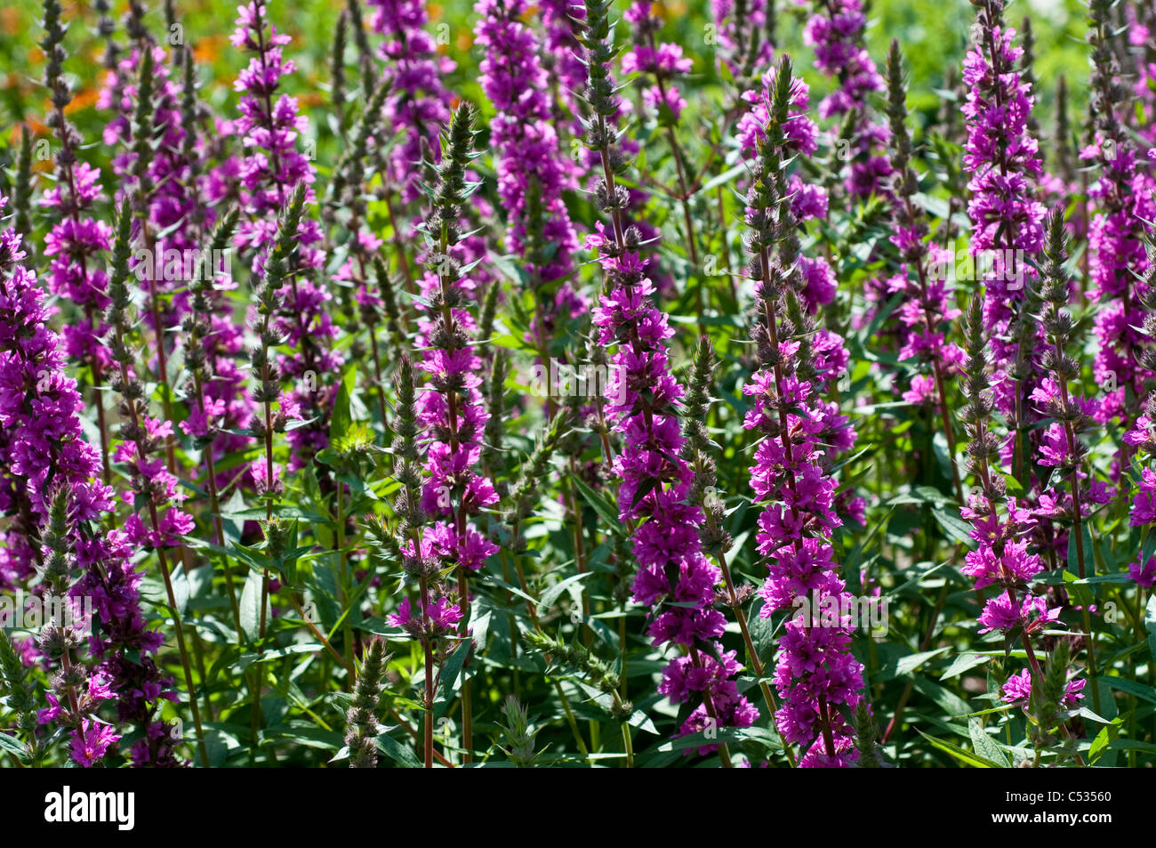 Lythrum salicaria 'Feuerkerze" - Salicaire Banque D'Images