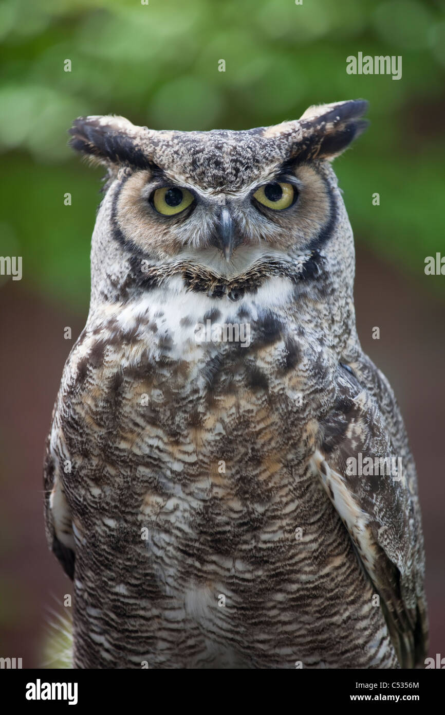 Grand-duc d'Amérique (Bubo virginianus), également connu sous le nom de Tiger Owl, à Tracy Aviary dans Liberty Park, Salt Lake City, Utah, USA. Banque D'Images