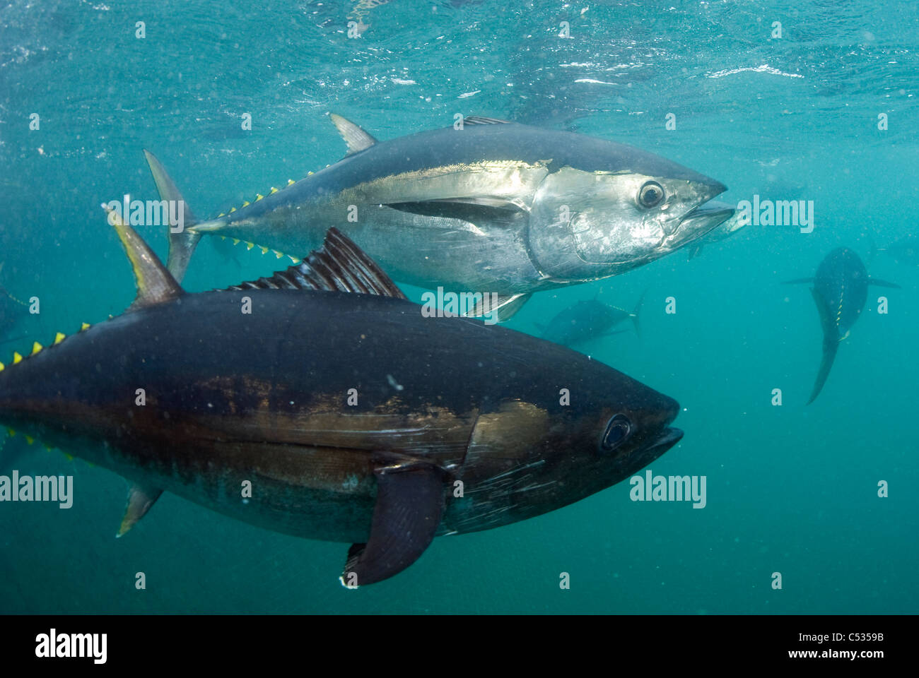 Prisonnier du thon rouge du sud (Thunnus maccoyii) a tenu dans un stylo à Port Lincoln, de l'Australie. En voie de disparition. Banque D'Images