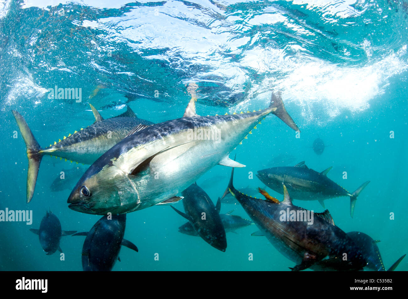 Prisonnier du thon rouge du sud (Thunnus maccoyii) a tenu dans un stylo à Port Lincoln, de l'Australie. En voie de disparition. Banque D'Images