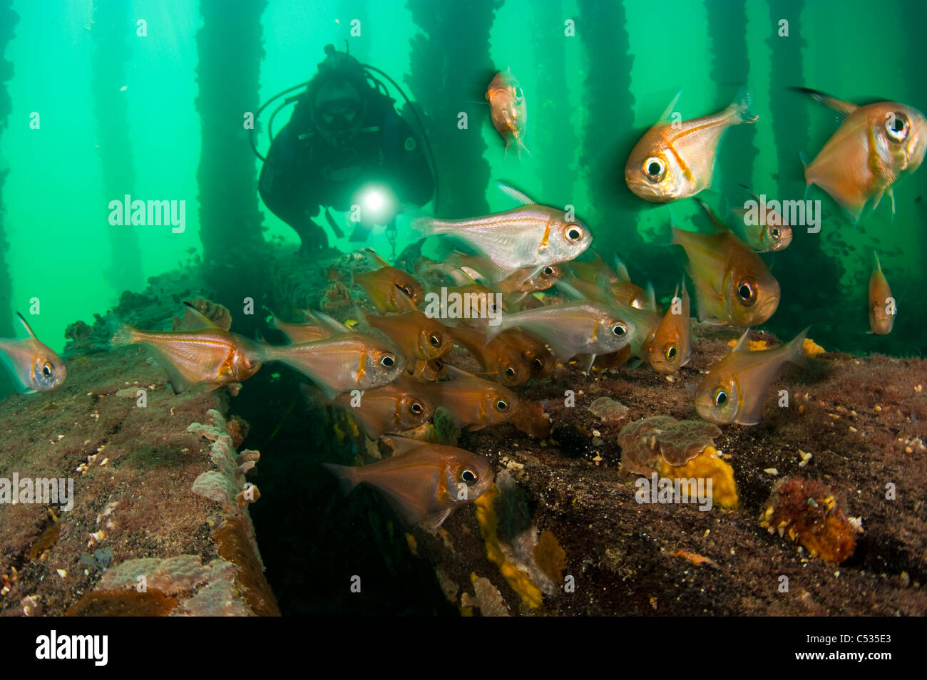 Un plongeur nage sous une jetée entre la vie marine dans la péninsule de Yorke en Australie du Sud. Banque D'Images