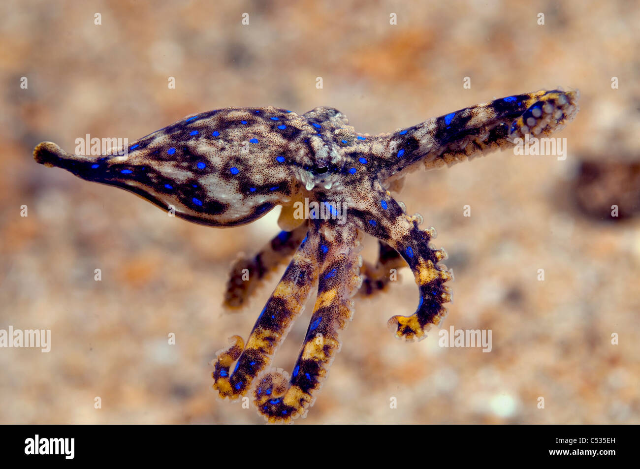 Bague bleue Octopus (Hapalochlaena maculosa) nage sous la jetée à Edithburgh, Australie du Sud, Australie. Banque D'Images