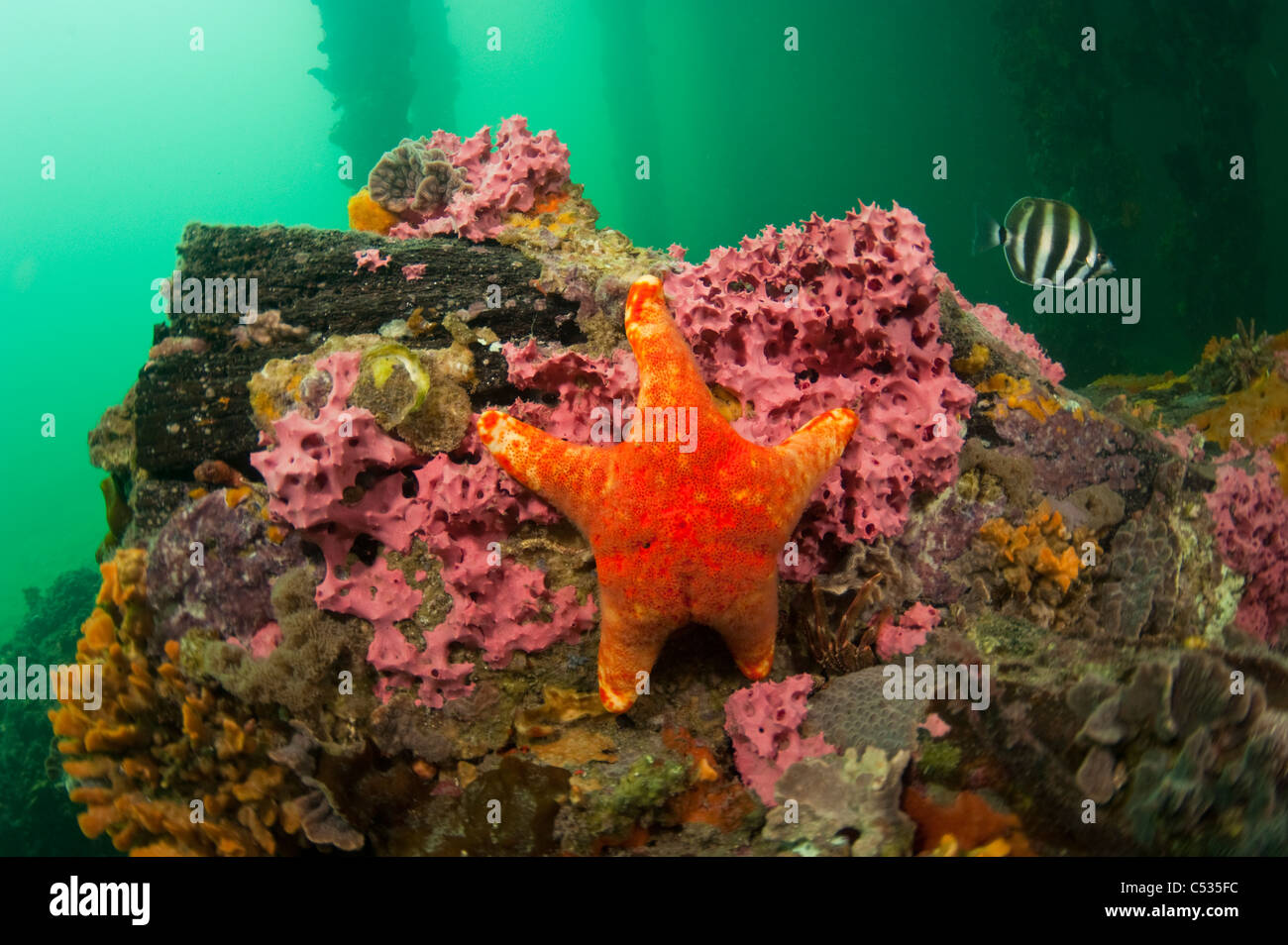 L'habitat sous-marin sous la jetée à Edithburgh, Sud de l'Australie montrant une étoile de couleur et d'autres formes de vie marine Banque D'Images