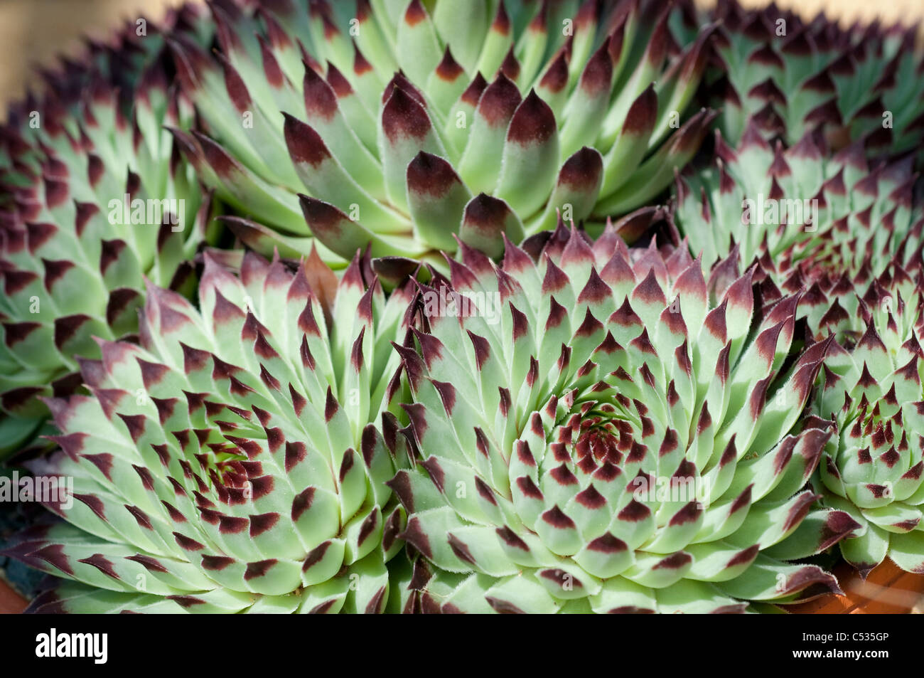 Sempervivum Calcareum - Houseleeks ou Liveforever Banque D'Images