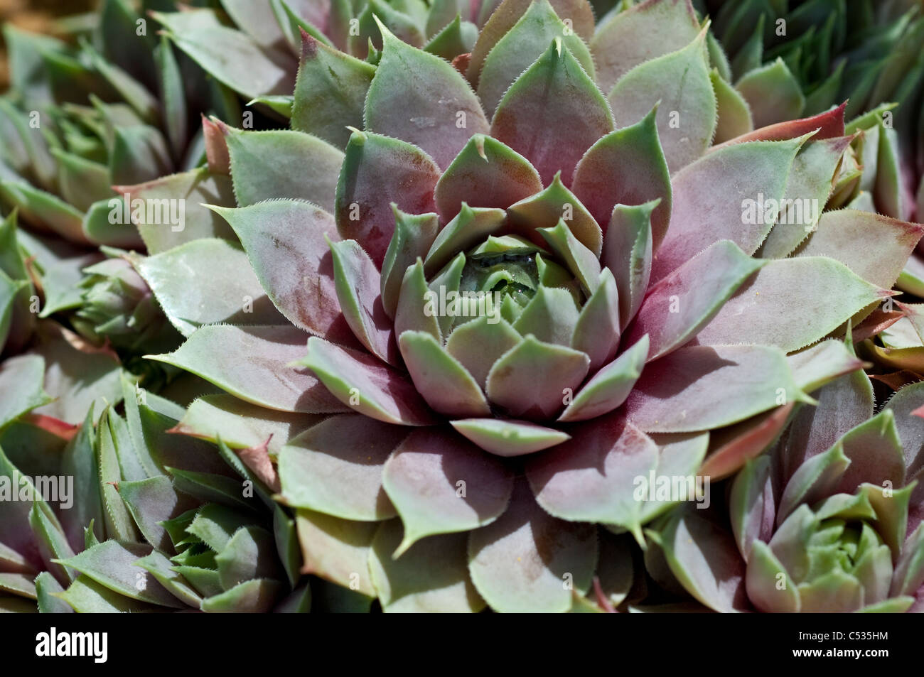 Sempervivum Lilac Time - Houseleeks ou Liveforever Banque D'Images