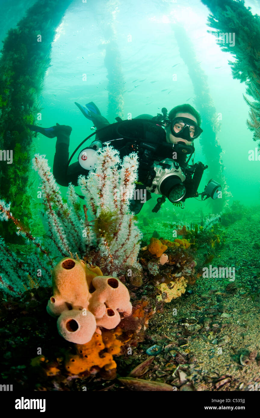 Un plongeur nage sous une jetée entre la vie marine dans la péninsule de Yorke en Australie du Sud. Banque D'Images