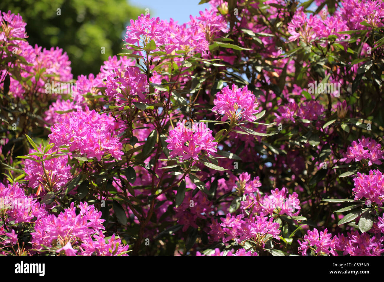 L'amiral rouge rose papillon sur les fleurs de rhododendron, Norfolk, UK Banque D'Images