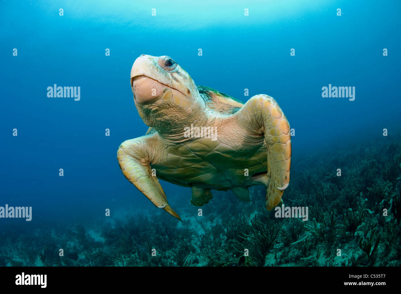 Menacée caouanne (Caretta caretta) sous l'eau dans le comté de Palm Beach, FL. Banque D'Images