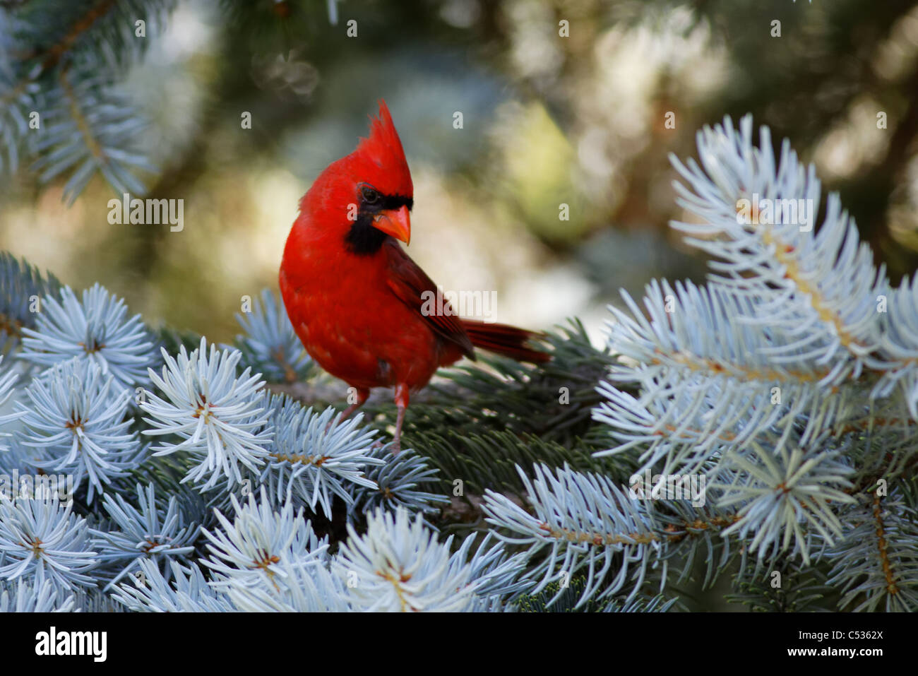 Cardinal rouge (Cardinalis cardinalis) Banque D'Images