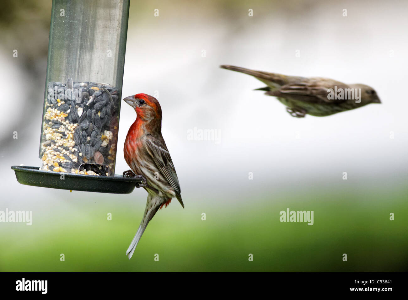 Les Roselins pourprés Roselins pourpre / (Carpodacus purpureus) Banque D'Images