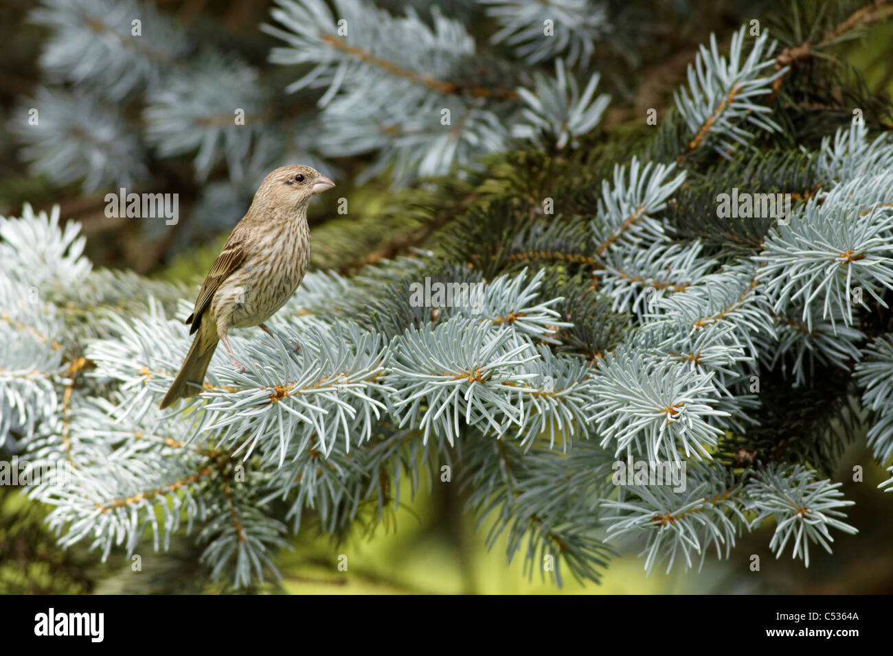 Roselin pourpré violet / Finche (Carpodacus purpureus) - femmes Banque D'Images