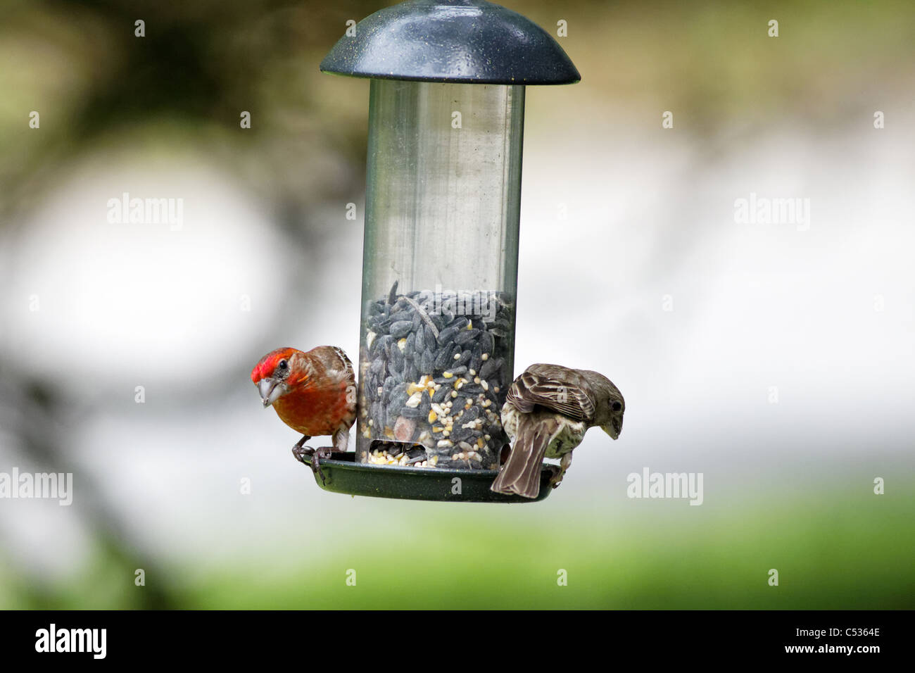 Les Roselins pourprés Roselins pourpre / (Carpodacus purpureus) Banque D'Images