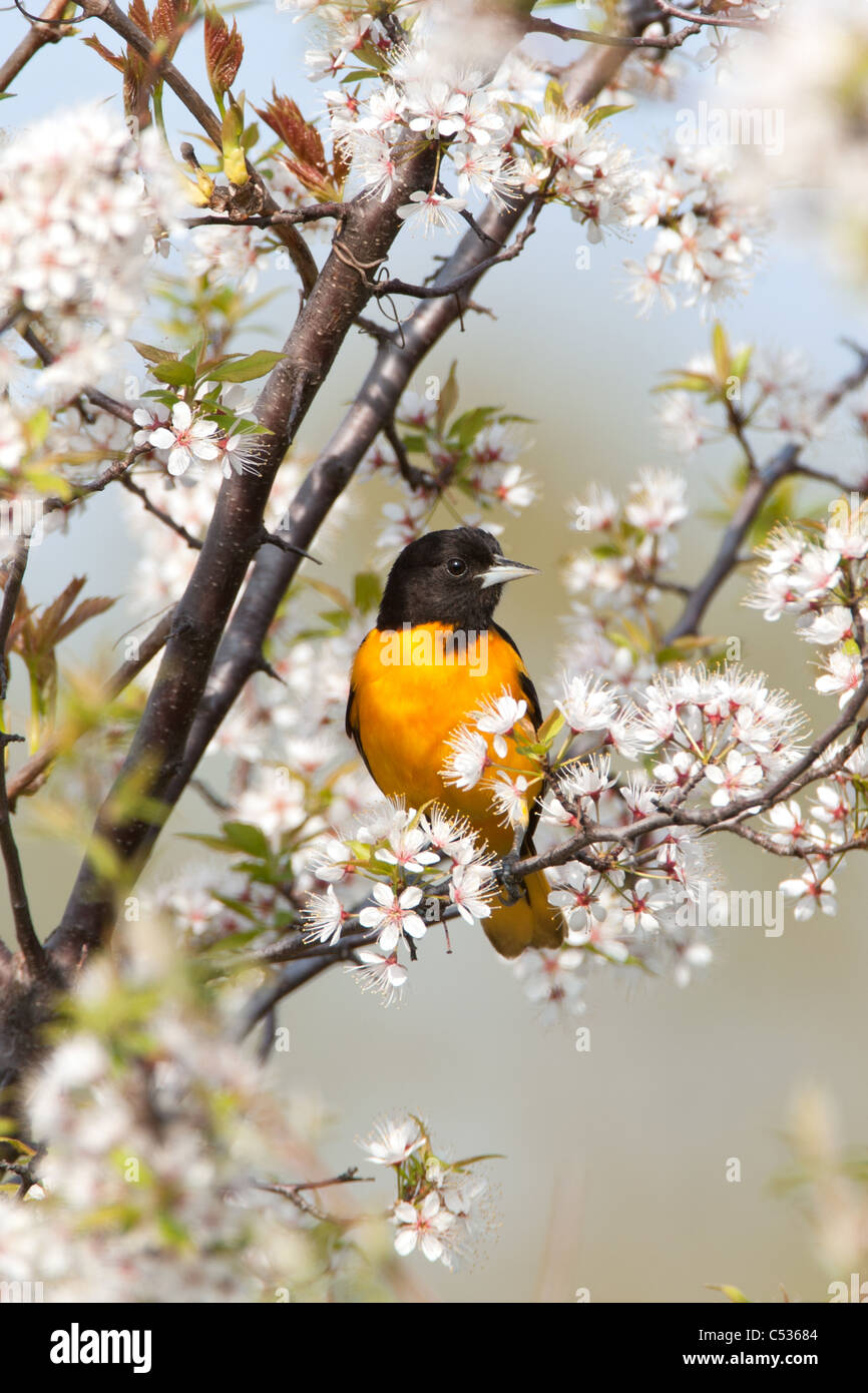 L'Oriole de Baltimore dans Cherry Tree Banque D'Images