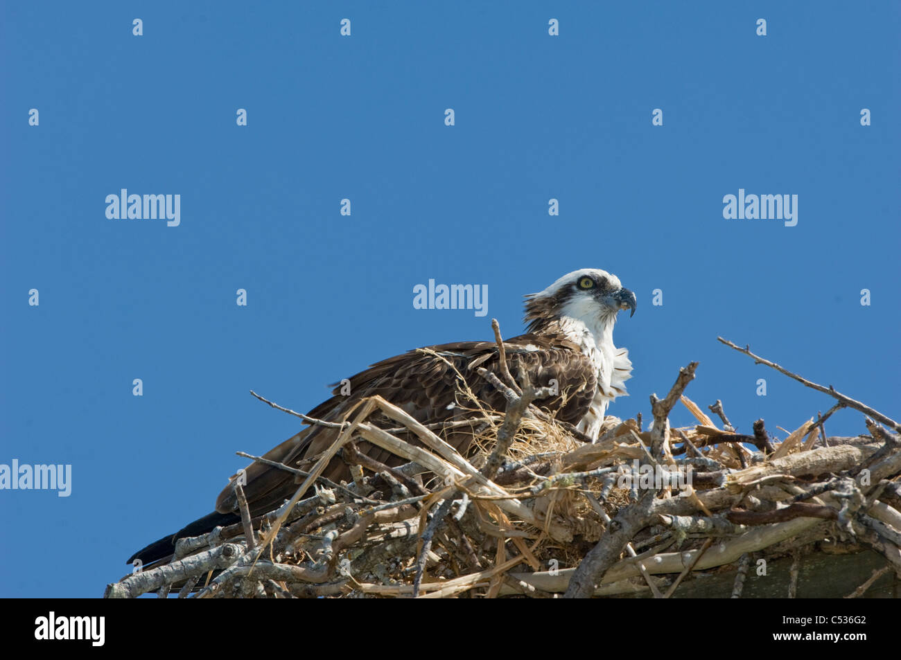 Le balbuzard oiseau dans nid Banque D'Images