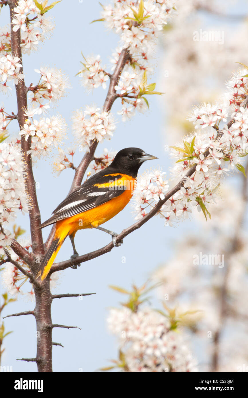L'Oriole de Baltimore perché dans Cherry Tree Blossoms - verticale Banque D'Images