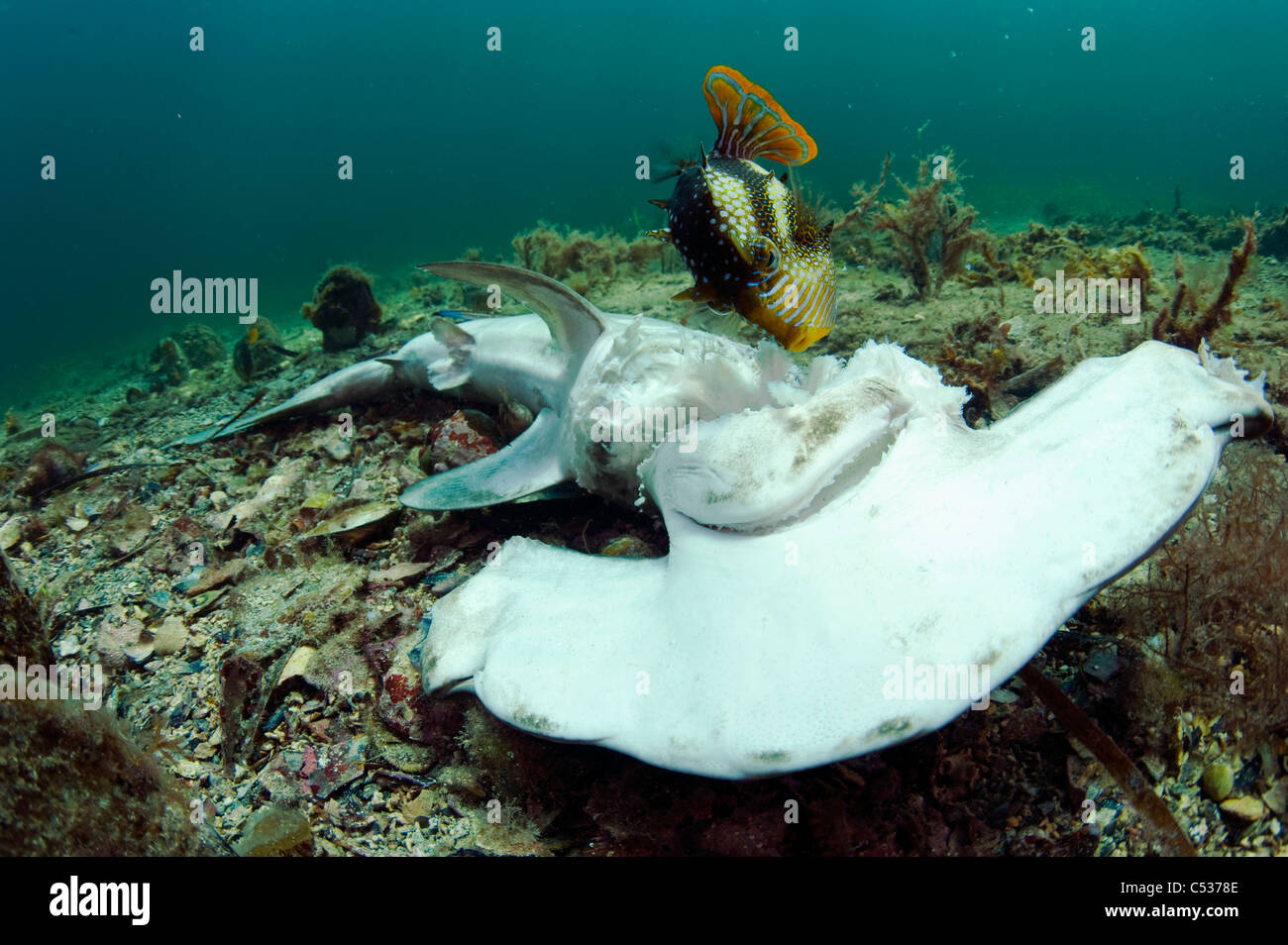 Un marteau lisse (Sphyrna zygaena), tués et jetés par un pêcheur au Port Hughes jetée dans l'Australie du Sud Banque D'Images