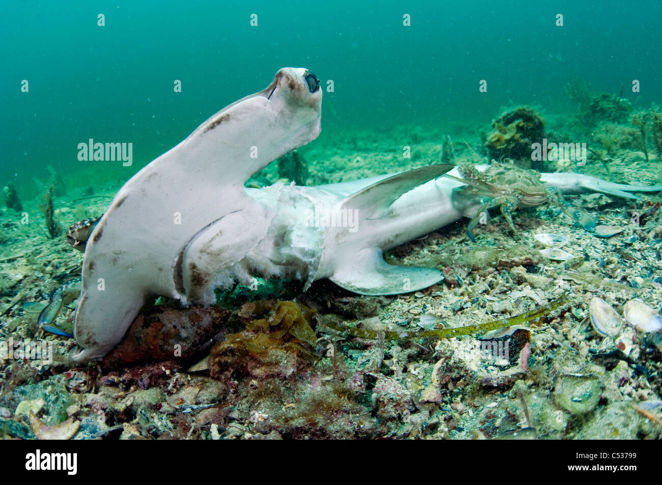 Un marteau lisse (Sphyrna zygaena), tués et jetés par un pêcheur au Port Hughes jetée dans l'Australie du Sud Banque D'Images