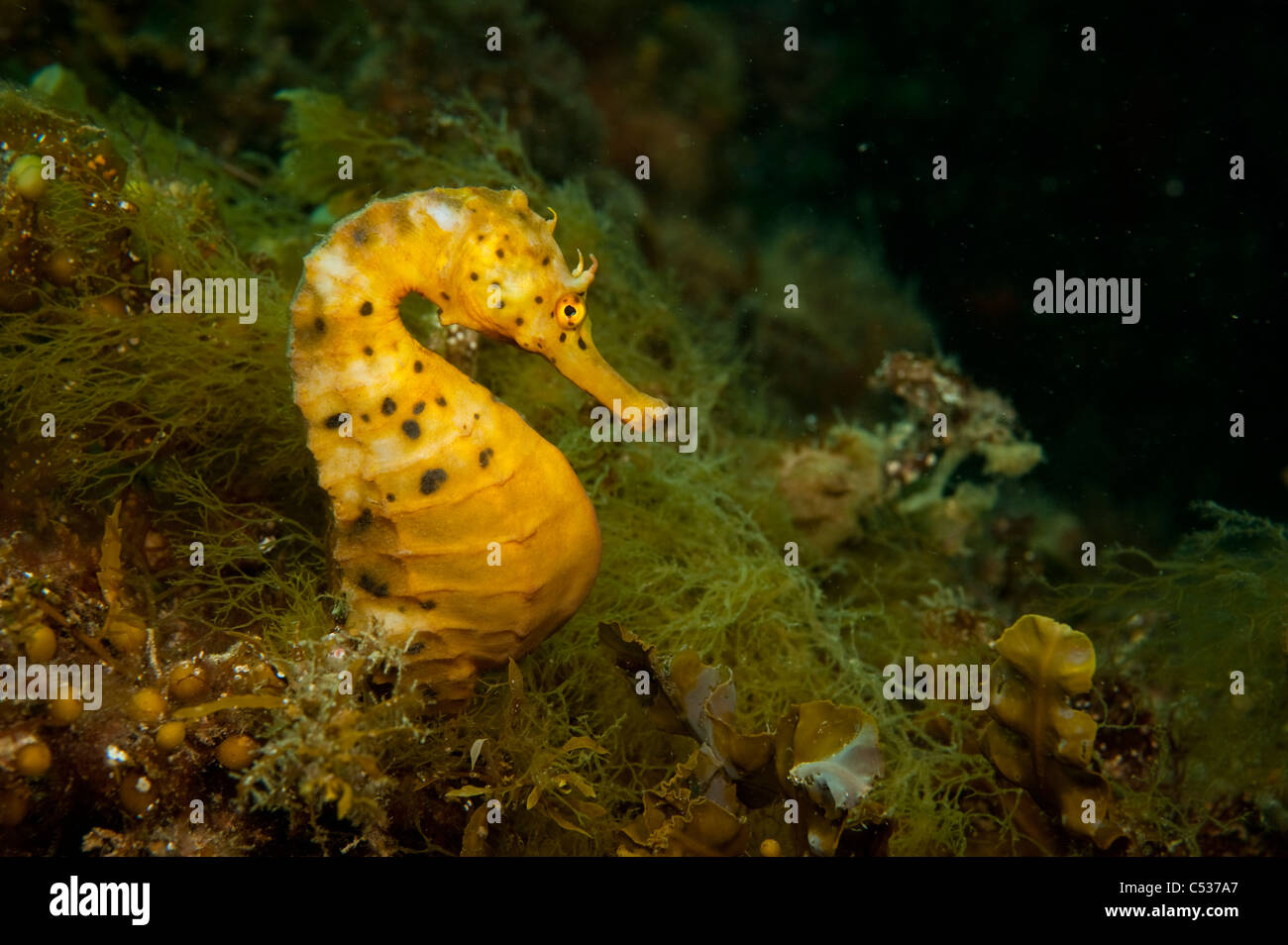 Pot Bellied" (Hippocampus abdominalis) sous la jetée Blairgowrie dans la péninsule de Mornington, de l'Australie. Banque D'Images