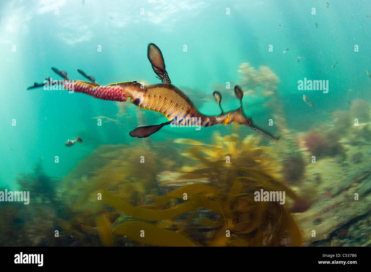 Mauvaises herbes ou un dragon de mer commun ( : Phyllopteryx taeniolatus) nage entre les algues autour de la jetée dans l'Australie Flinders,. Banque D'Images