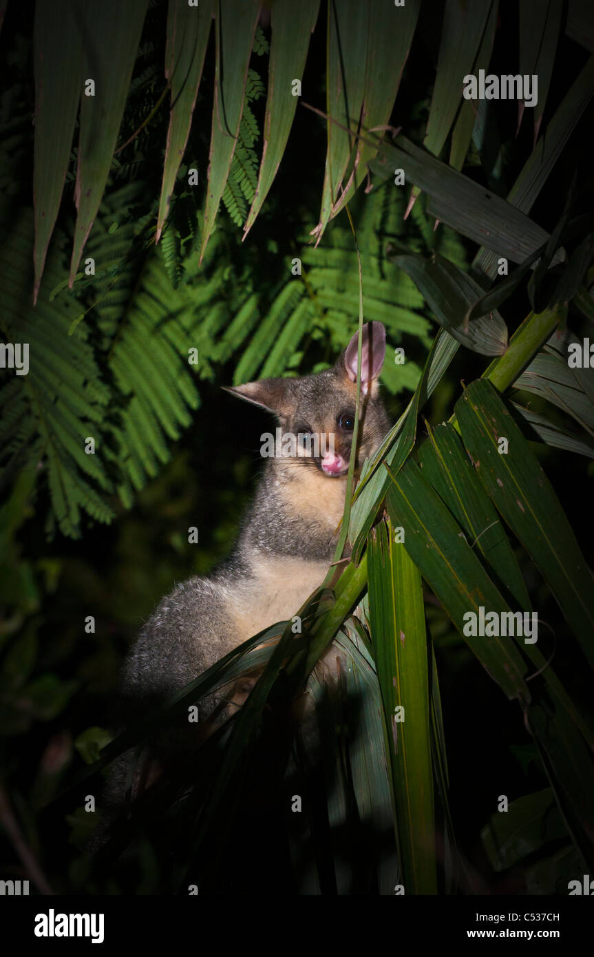 Possum à queue en brosse, Brisbane, Queensland, Australie Banque D'Images