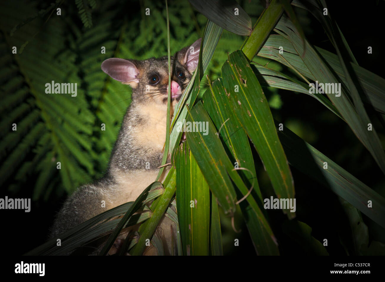 Possum à queue en brosse, Brisbane, Queensland, Australie Banque D'Images