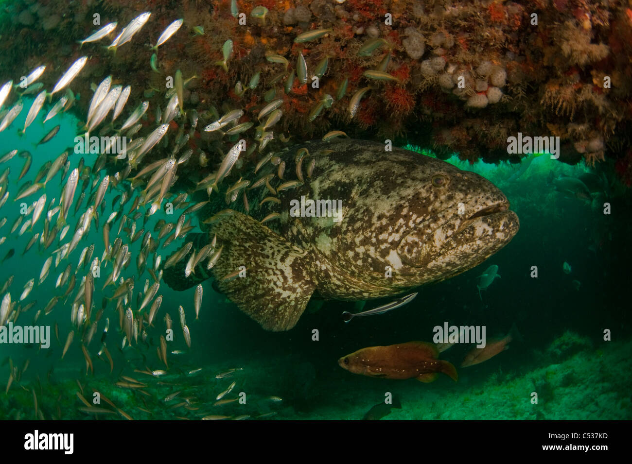 Goliath le mérou Epinephelus itajara photographié au large sous-marine Palm Beach, en Floride pendant la saison de frai. En voie de disparition Banque D'Images