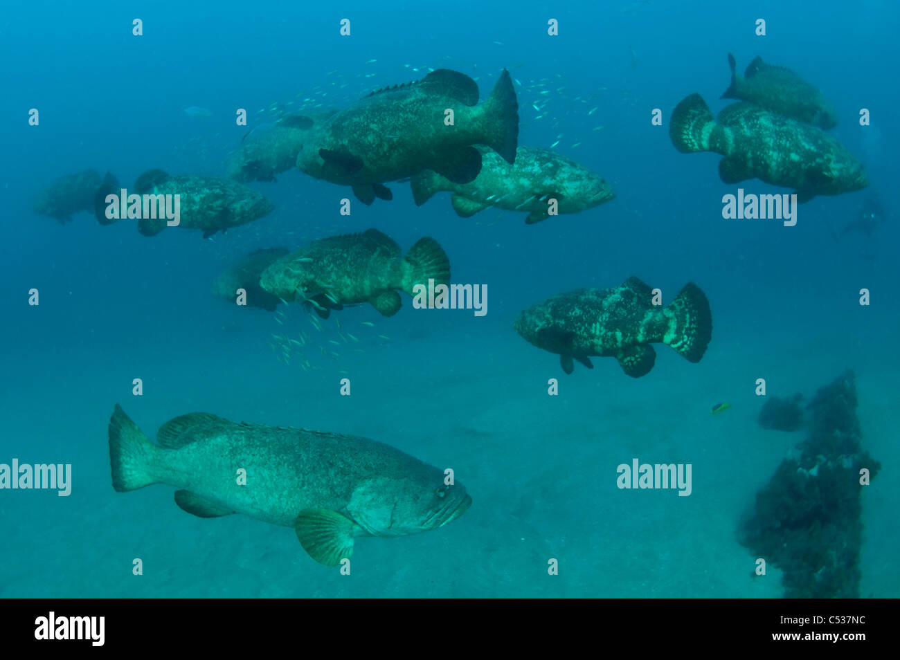 Goliath (Epinephelus itajara) entouré par les poissons-appâts à Palm Beach, FL. En voie de disparition. Banque D'Images