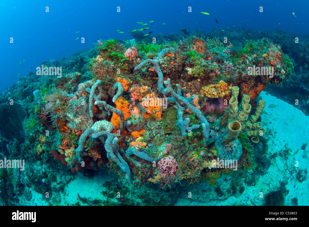 Les récifs coralliens dans le comté de Palm Beach en Floride avec un assortiment d'invertébrés et d'espèces de poissons. Banque D'Images