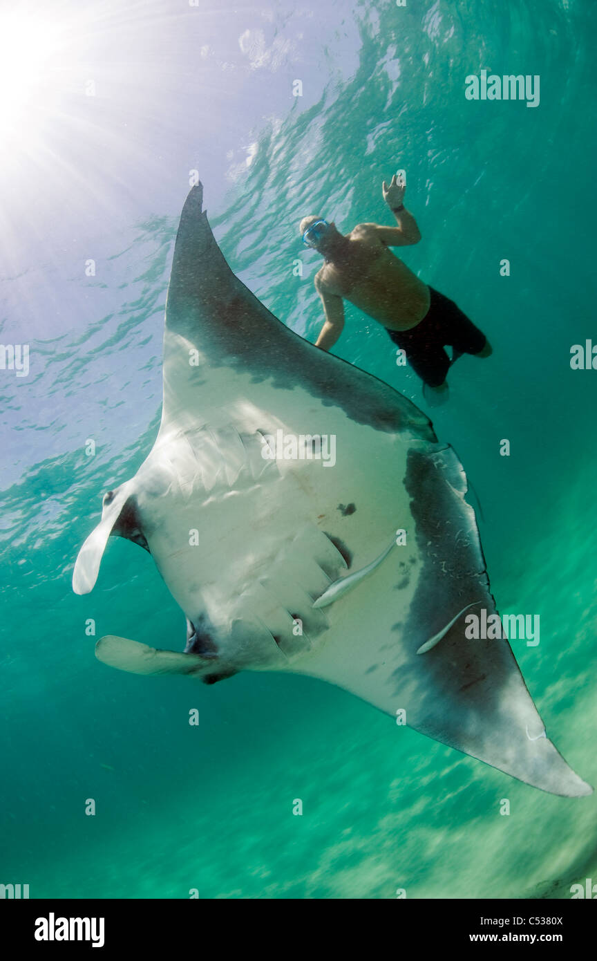 Snorkerler et manta (manta birostris) en mer Palm Beach, FL Banque D'Images