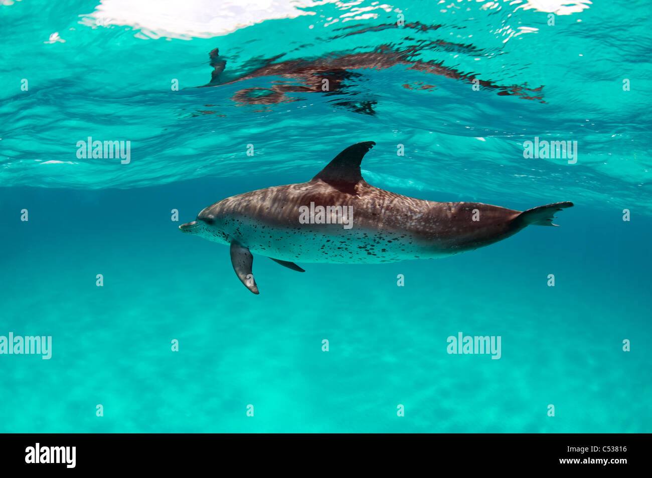 Les Dauphins tachetés de l'Atlantique (Stenella frontalis) dans le sable blanc, la crête nord des Bahamas Banque D'Images