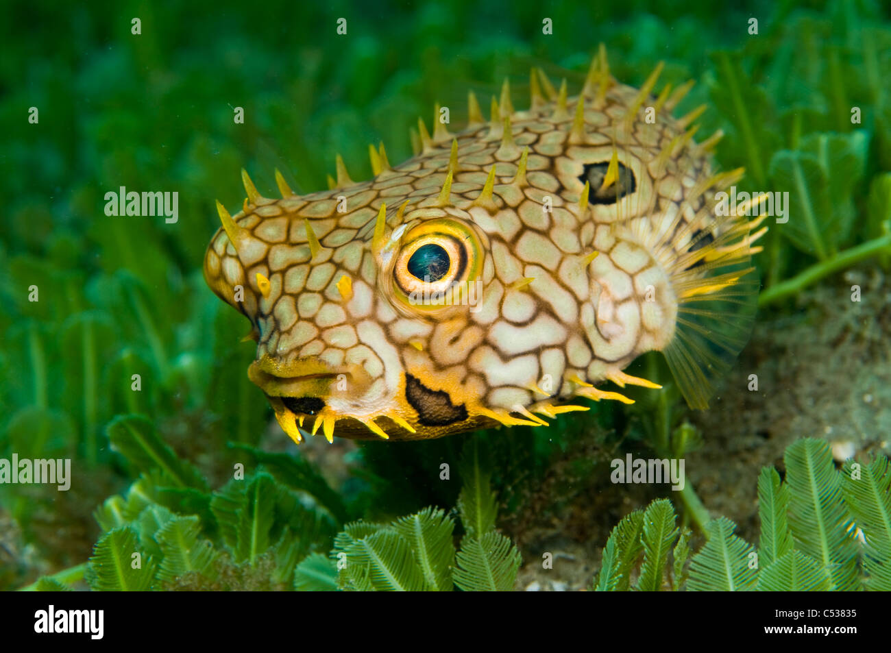 Burrfish Web Chilomycterus antillarum nage plus d'algues dans l'entrée de Palm Beach, en Floride. Banque D'Images